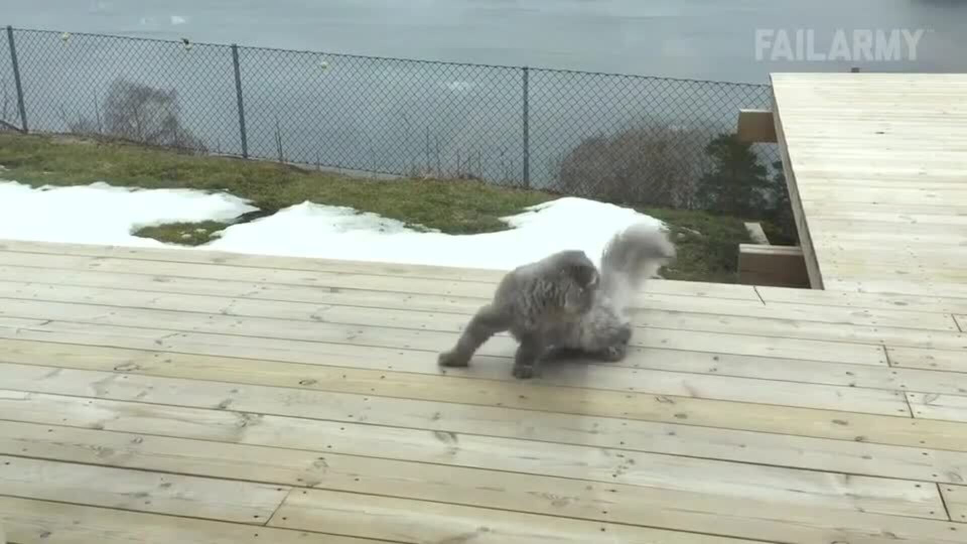 Funny Cat Fails Compilation | by FailArmy