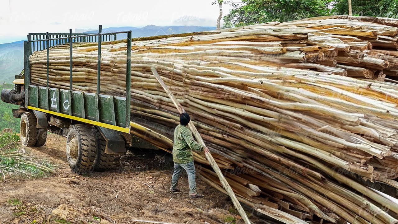 Heavy truck transports acacia trees through muddy forest terrain