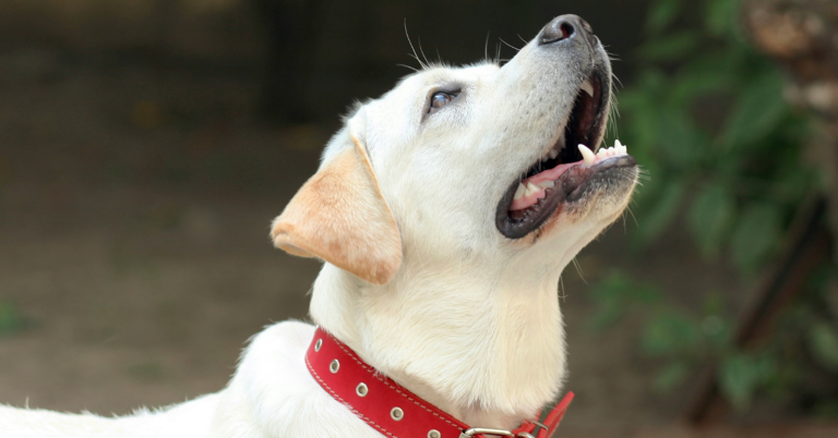 Beware of Dogs Wearing Red Collars — Plus, a Dog Collar Color Guide