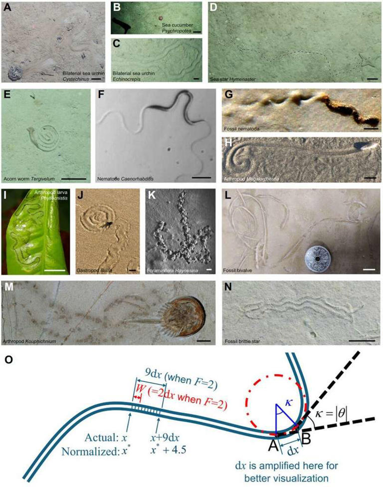 Traces animales modernes et fossiles (A-N). Schéma présentant l'analyse d'une courbe (O). © Wang et Miguez-Salas, 2025, Geology