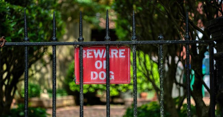Beware of Dogs Wearing Red Collars — Plus, a Dog Collar Color Guide