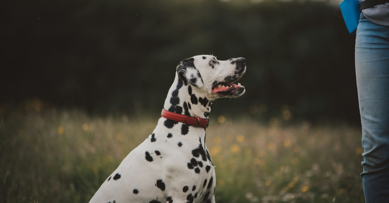Beware of Dogs Wearing Red Collars — Plus, a Dog Collar Color Guide
