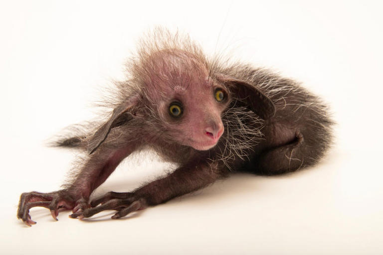 Rare, Adorable 'Aye Aye' Looks Like a Gremlin Cosplaying As a Raccoon