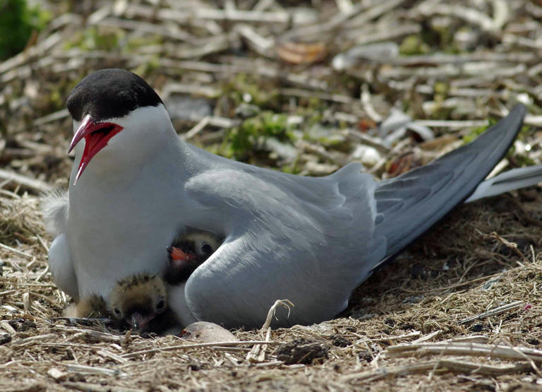 Arctic terns are at risk from climate change and disease, conservationists warn (Gillian Day/National Trust/PA)