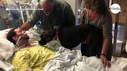 Boxer's incredible reaction to owner's final moments leaves everyone