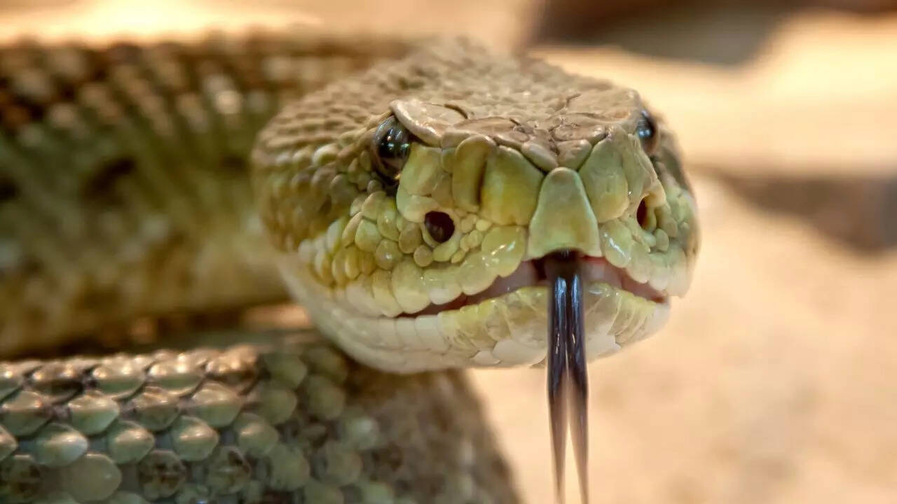 7 snakes that give birth instead of laying eggs 7 snakes that give birth instead of laying eggs