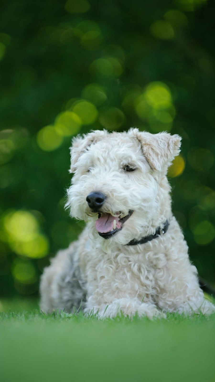 Myths about dogs we need to stop believing
