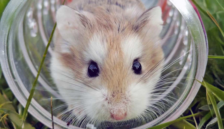 Hamster Wheels: Finding the Right One for Exercise and Safety - Hamster Wheel Safety And Placement Tips
