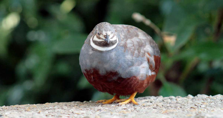 Can You Keep Quail as Pets?