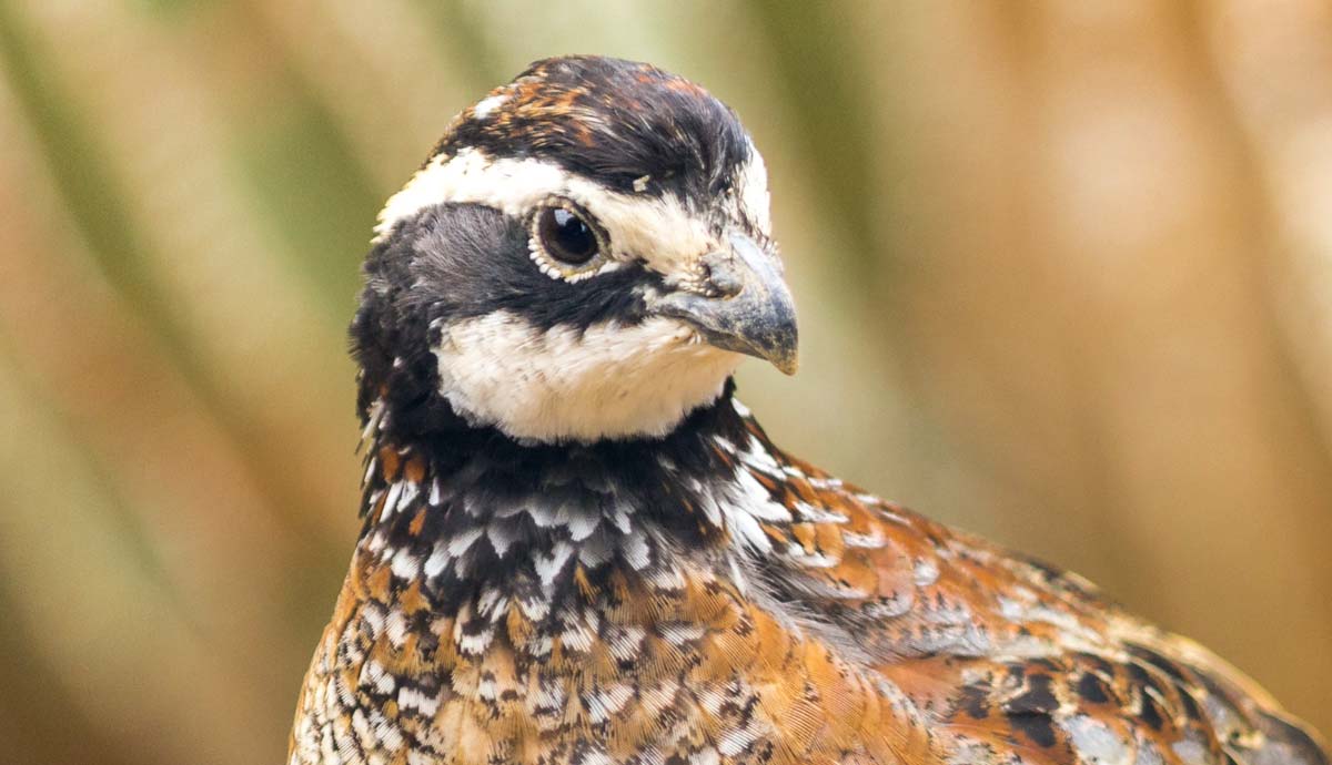 Can You Keep Quail as Pets?