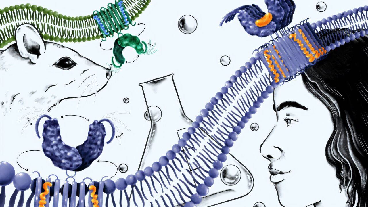 Researchers reveal key differences in STING inhibition between humans and mice