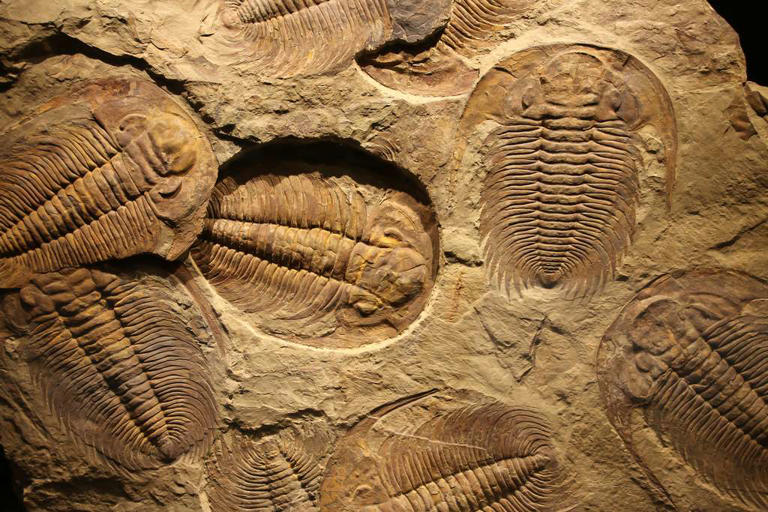 Certaines espèces marines comme les trilobites sont de bons marqueurs biostratigraphiques. © merlin74, Adobe Stock