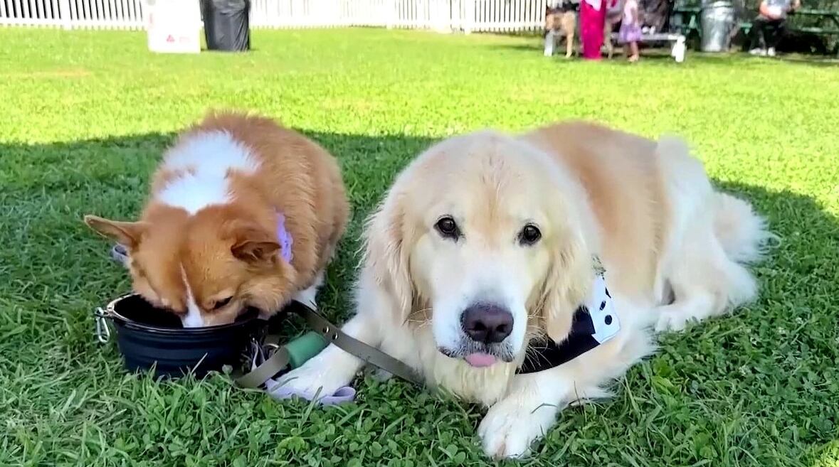 tips-on-how-to-keep-your-pets-safe-during-fourth-of-july-weekend