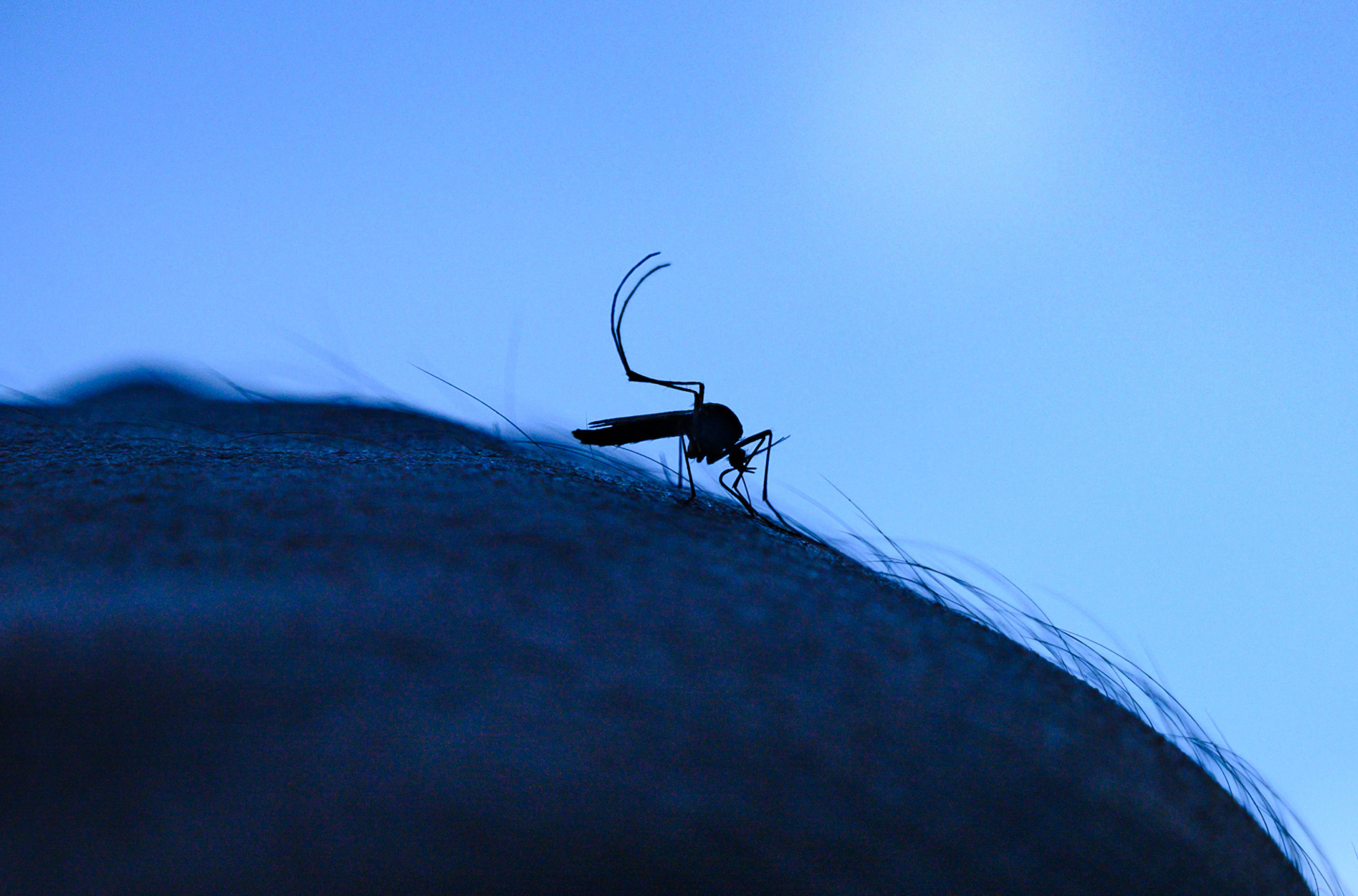 How Climate Change Is Fueling Mosquito Borne Diseases