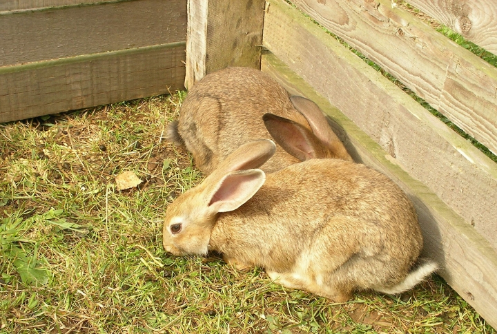 10 Facts That Shape Bunny Lifespans