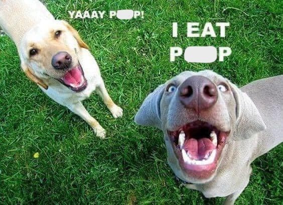 26 Dog Memes That Prove Dogs are Just Vibes, Drool, and Questionable ...