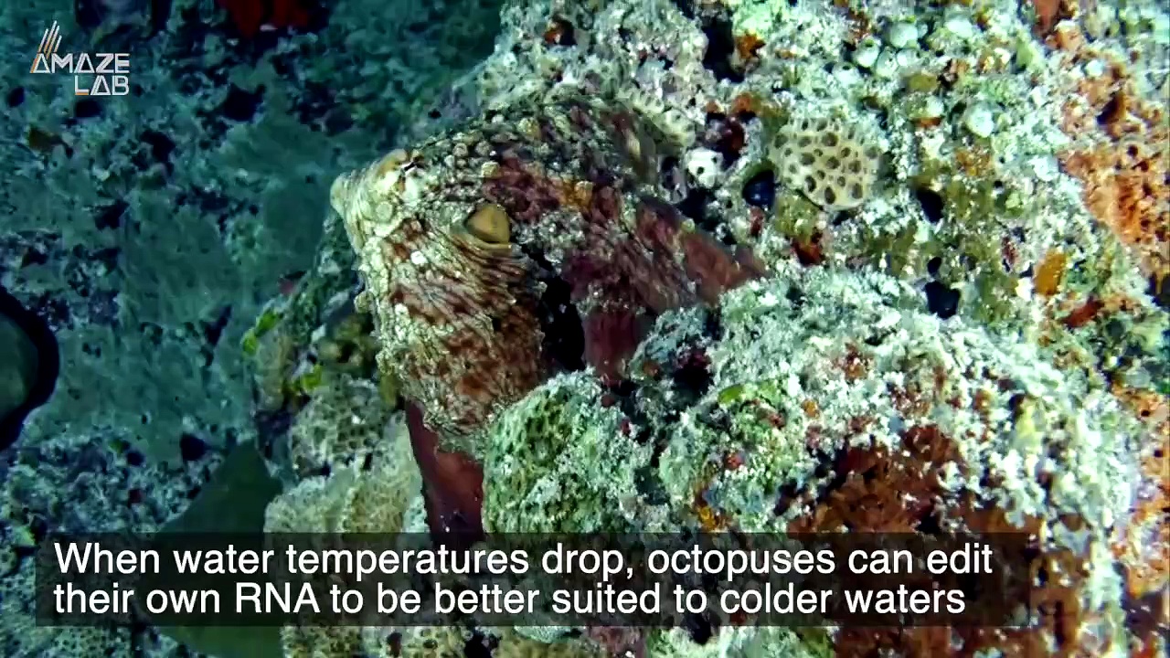 In Order to Adapt to a Changing Environment, Octopuses Can Edit Their ...
