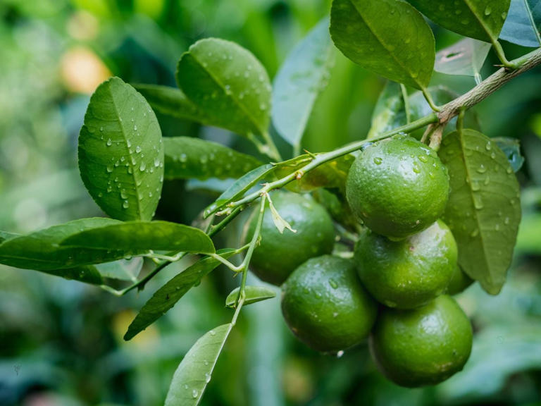 Beneficios de la hoja de limón: qué es, para qué sirve y contraindicaciones