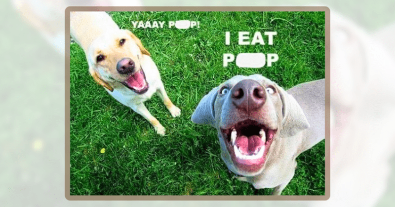 26 Dog Memes That Prove Dogs are Just Vibes, Drool, and Questionable ...