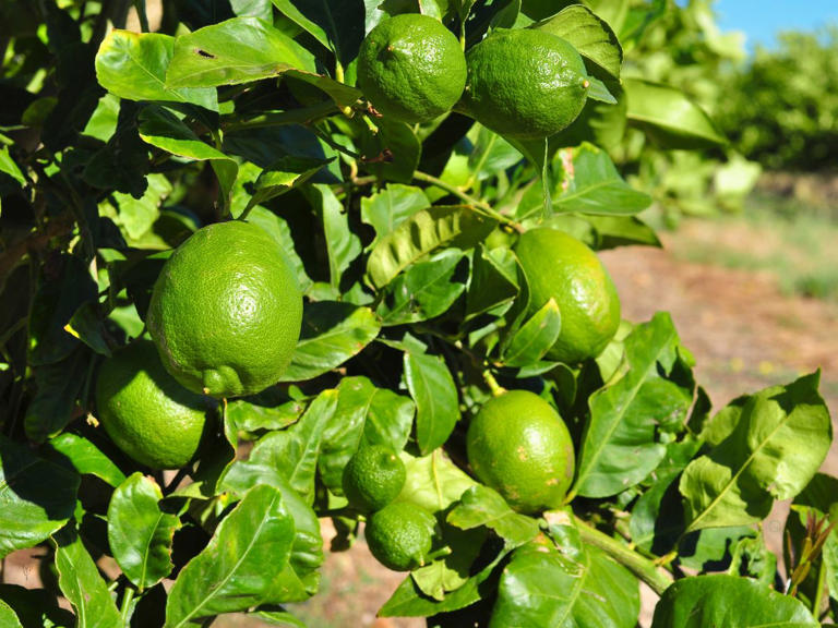 Beneficios de la hoja de limón: qué es, para qué sirve y contraindicaciones