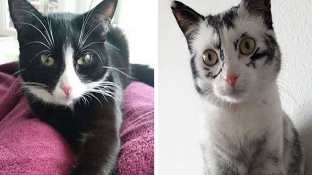 Rescued Cat Changes Color Because Of Its Rare Health Condition