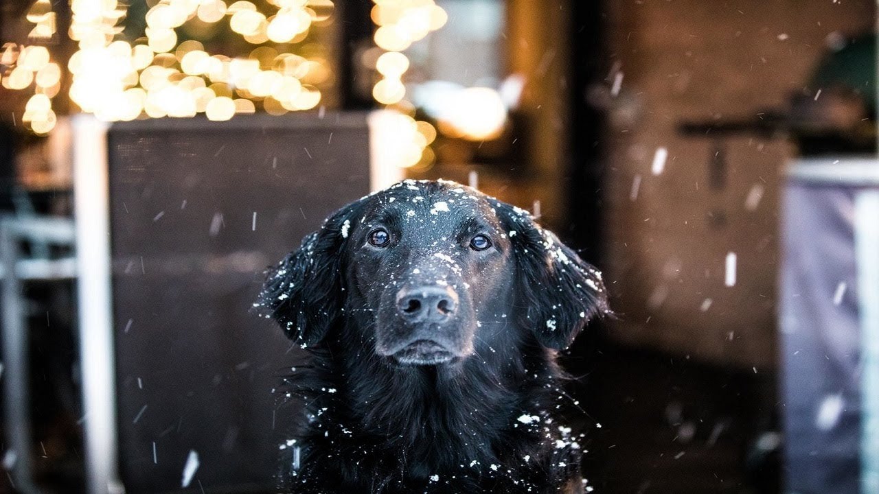 “Miracle Dog” Wakes Up Minutes After Being Euthanized, Gets Second Shot ...