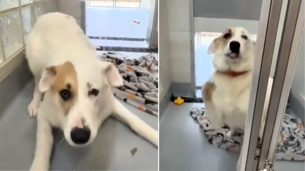 Watch this shelter dog realize she’s been adopted—her reaction says ...