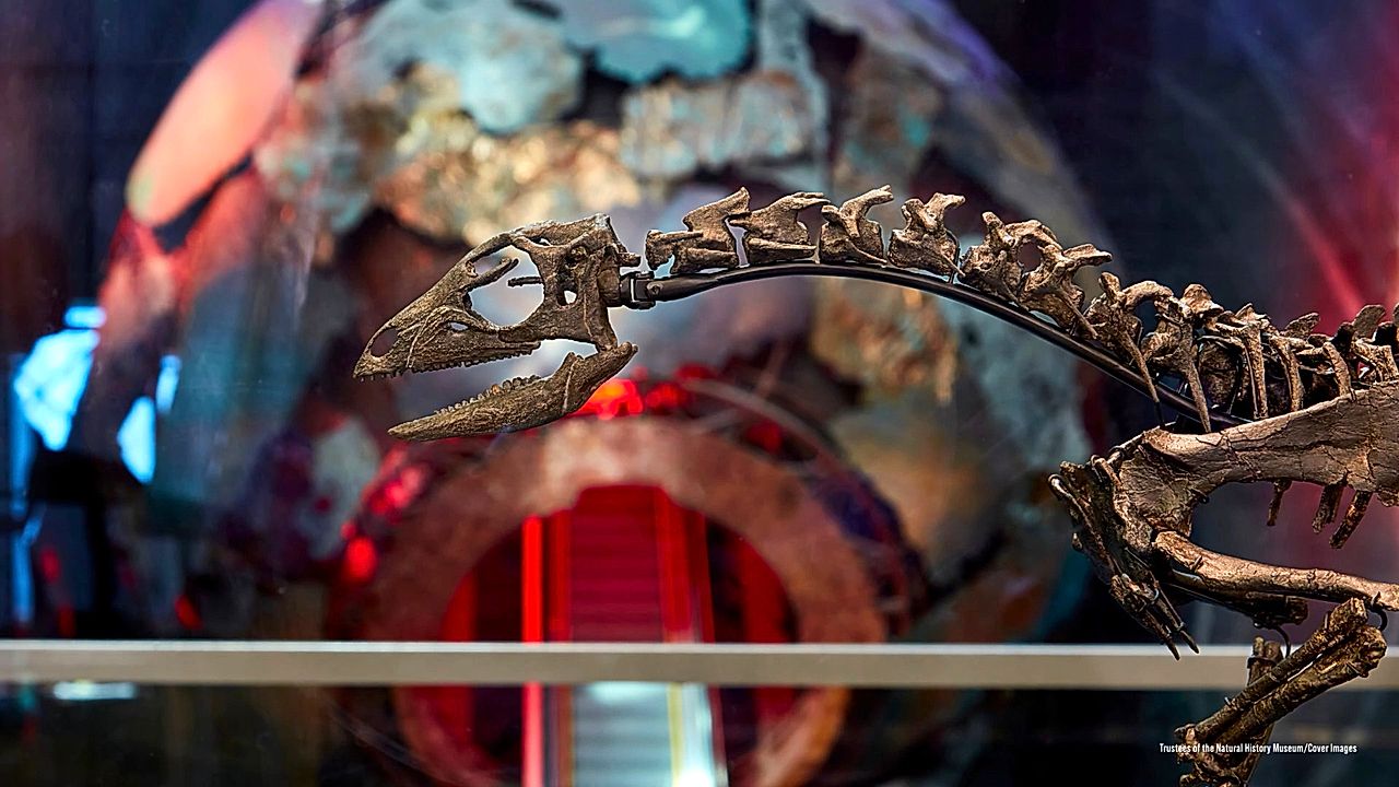 New Dinosaur Species Unveiled At London S Natural History Museum