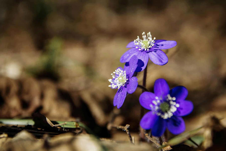 16 Amazing Flowers That Start With H