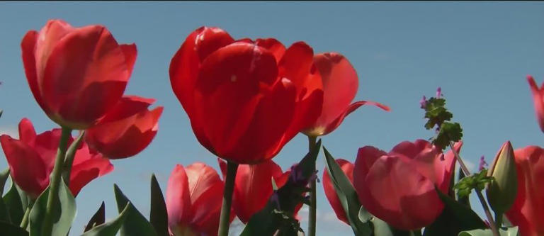 RISE Academy takes root as True Colors Farm presses pause on tulips