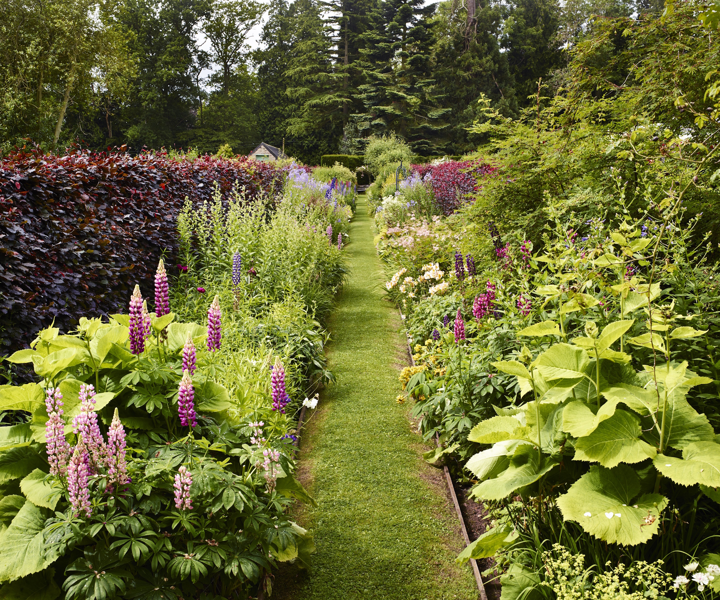 Large garden borders in summer, with purple lupins, copper-purple beech hedging and lush, green perennial planting