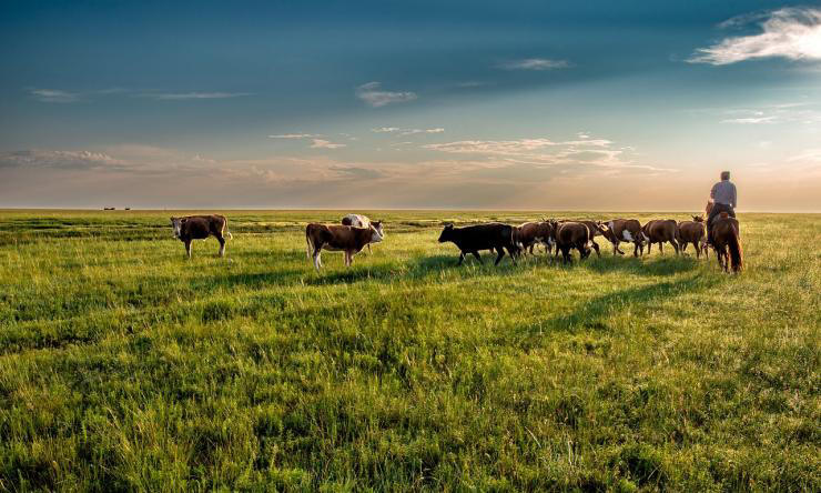 Baylor County cattle thefts leave over 50 animals missing Baylor County cattle thefts leave over 50 animals missing