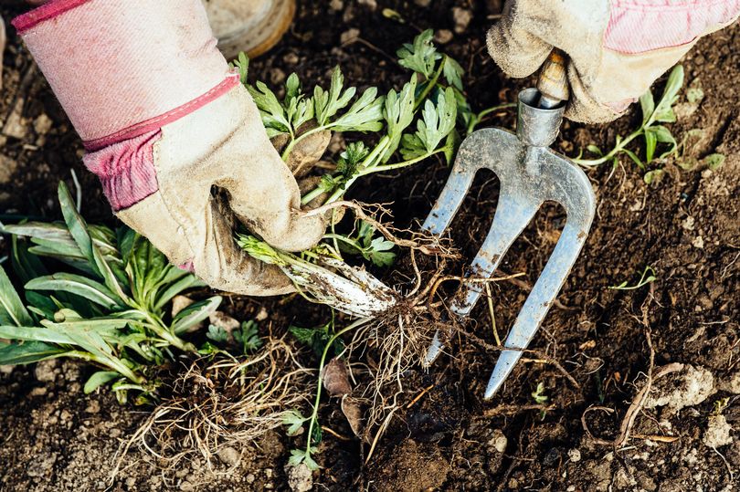 Gardening expert reveals six common weeds that can be harmful to your