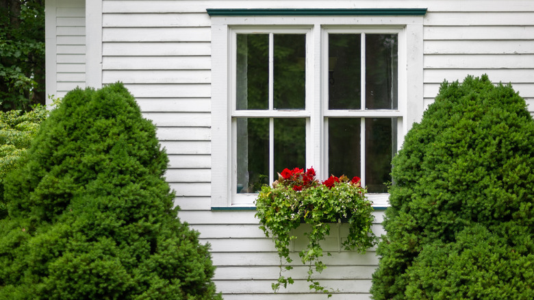 Is Cedar Wood The Best Choice For Window Boxes?
