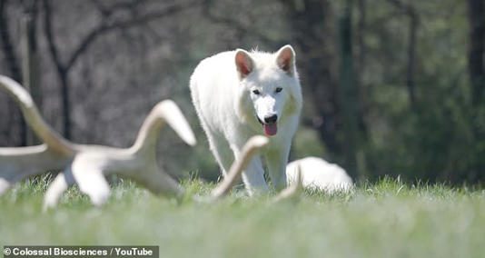 In the video, James described the pups' growth as impressive, noting they have hit all expected milestones for development