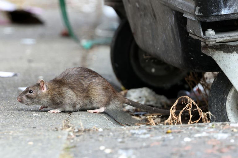 Shocking video shows rat-infested Newcastle back lane where children play
