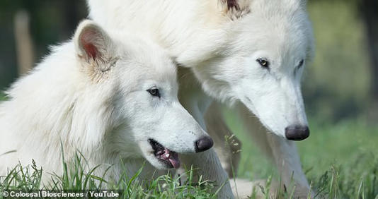The dire wolves were created by Colossal Biosciences, a Texas-based company using cutting-edge genetic engineering to bring extinct species back to life, including the woolly mammoth, dodos, and Tasmanian tigers