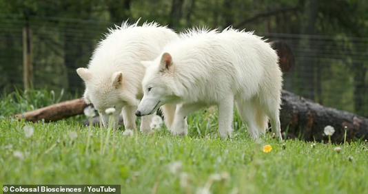 Romulus, Remus, and Khaleesi, the first genetically engineered dire wolf pups, are growing bigger than most gray wolves