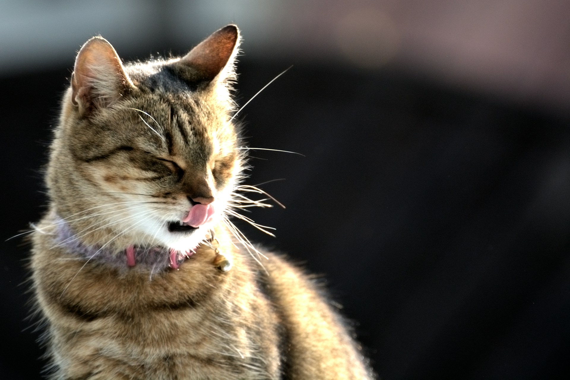 You mean well — but these 15 habits are making your cat miserable