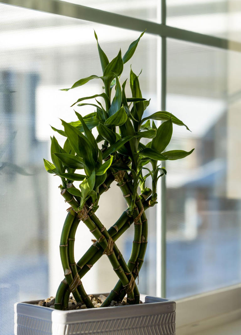 The best Japanese houseplants to create a zen, serene space in any room