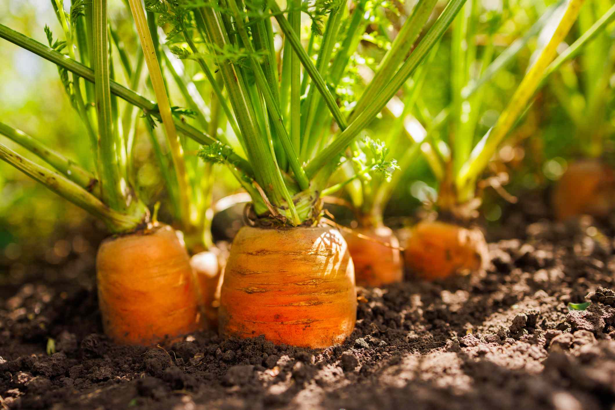 Growing Carrots? Here’s How Long They Actually Take to Grow So You Can ...