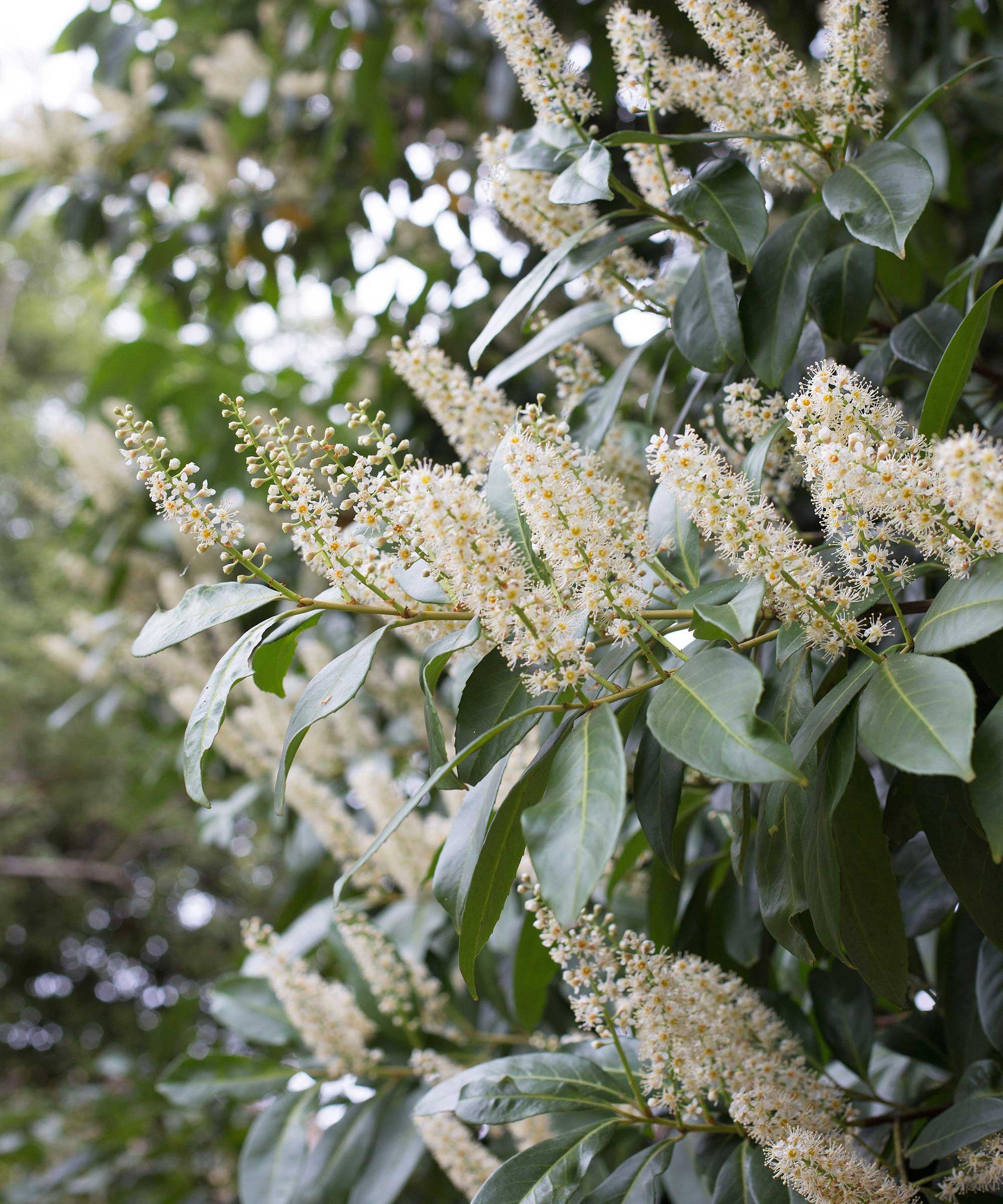 cherry laurel flowers