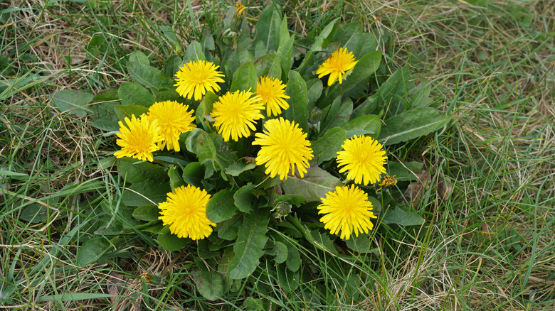 How To Create A Controlled Dandelion Patch For Pollinators