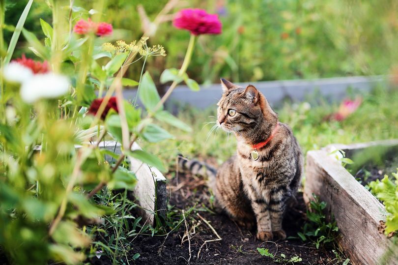 Stop cats 'ruining' your garden with expert's three 'harmless' tips