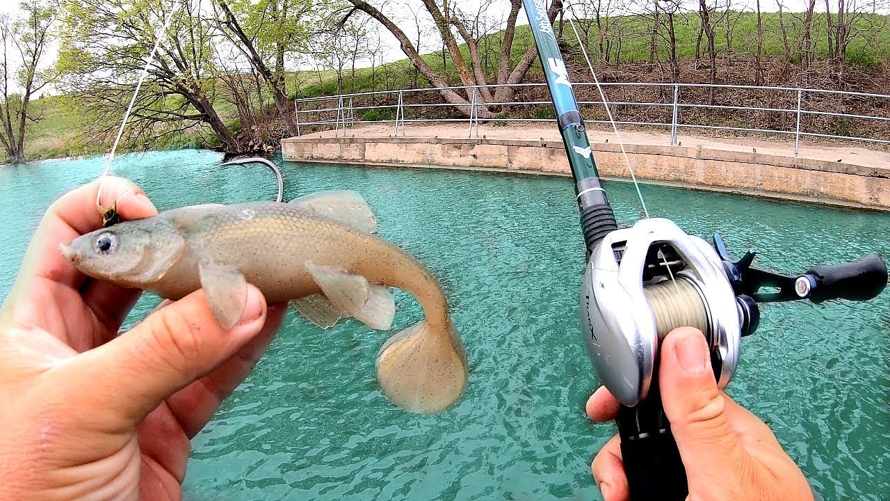 What Made These Pond Fish Attack So Aggressively(02)