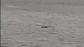 UP: 13-Yr-Old Boy, Bathing Buffaloes In Ghagra River, Dragged By