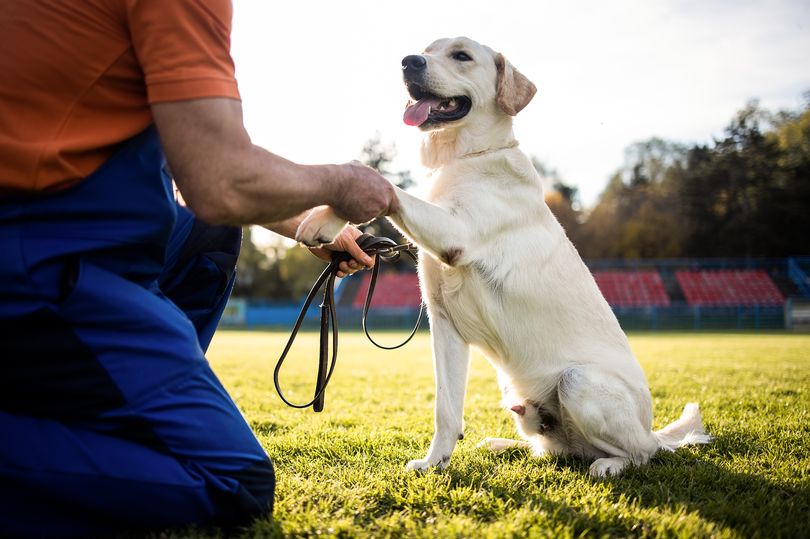 Dog trainer urges owners to stop teaching pups 'useless things' and do ...