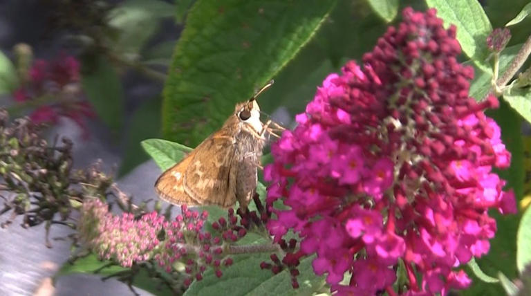 Bee Friendly! Plant a Pollinator Friendly Yard!