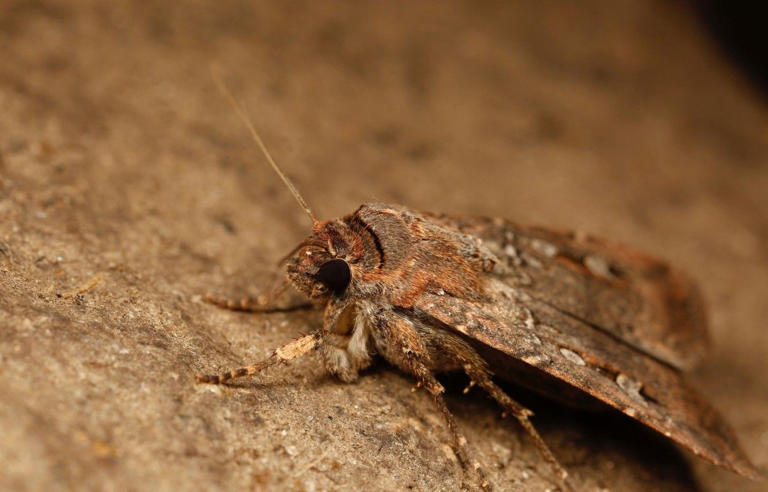 Australie : Ce minuscule papillon se fie aux étoiles pour ses longs, longs voyages