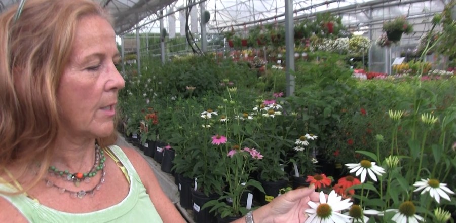 Bee Friendly! Plant a Pollinator Friendly Yard!
